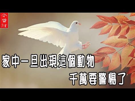 客廳出現蜈蚣|家中見蜈蚣的5大含義